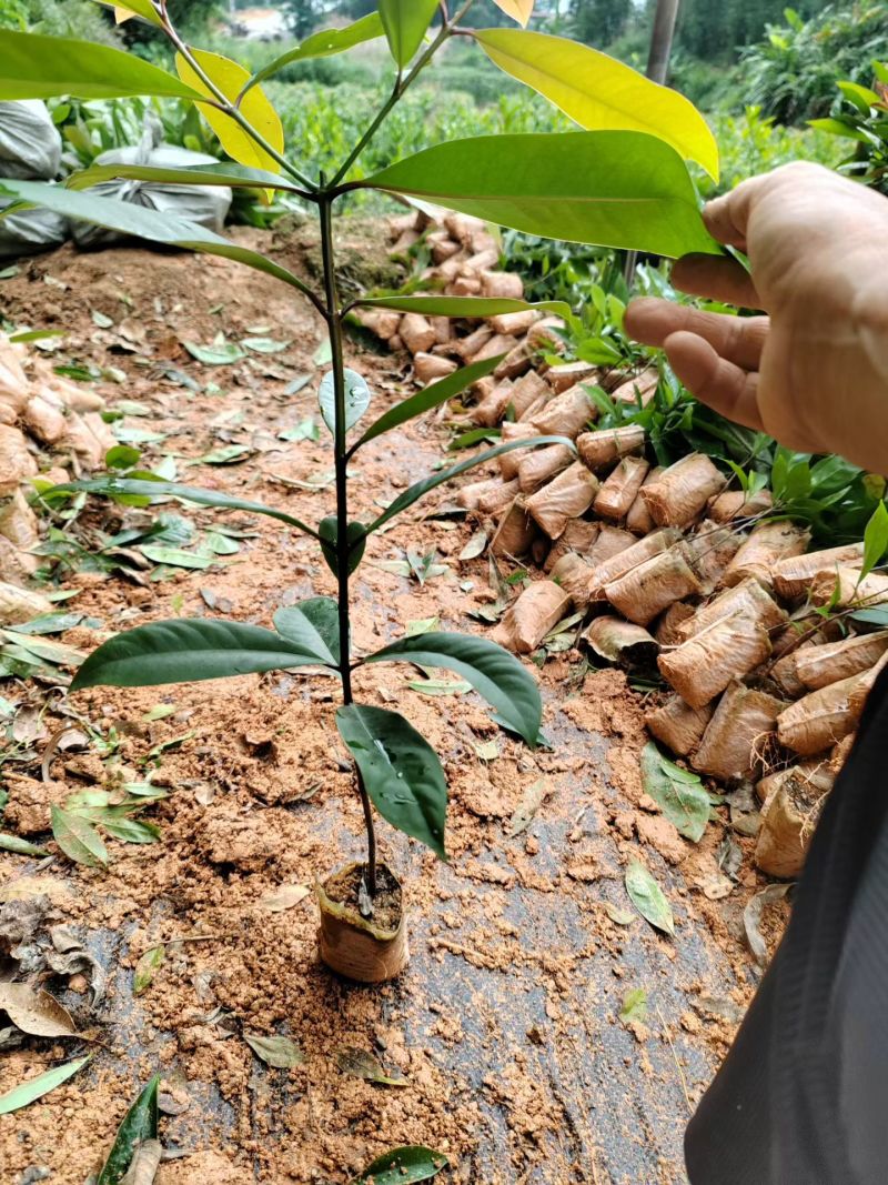 广西灵山岭南山竹树苗罗蒙树耐寒易活基地直发包成活