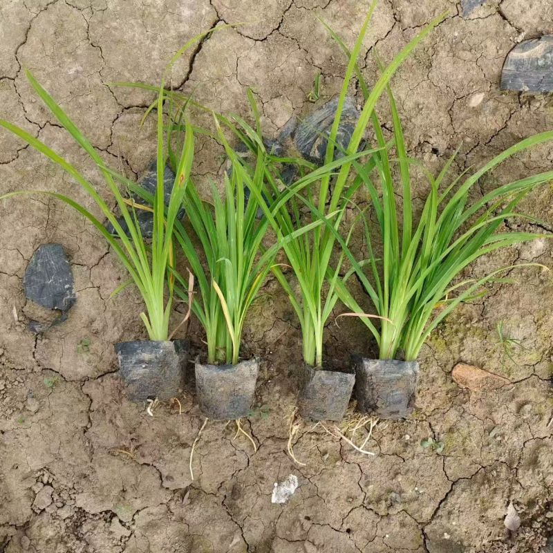 地被植物金娃萱草小杯、120杯、1加仑，有量，欢迎订购。
