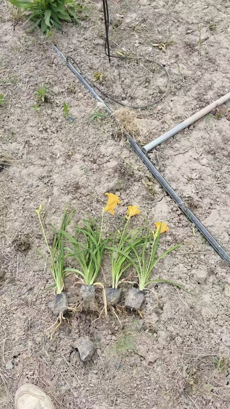 地被植物金娃萱草小杯、120杯、1加仑，有量，欢迎订购。