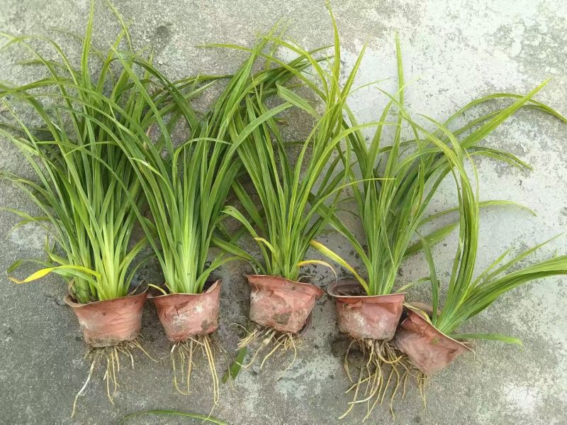 地被植物金娃萱草小杯、120杯、1加仑，有量，欢迎订购。