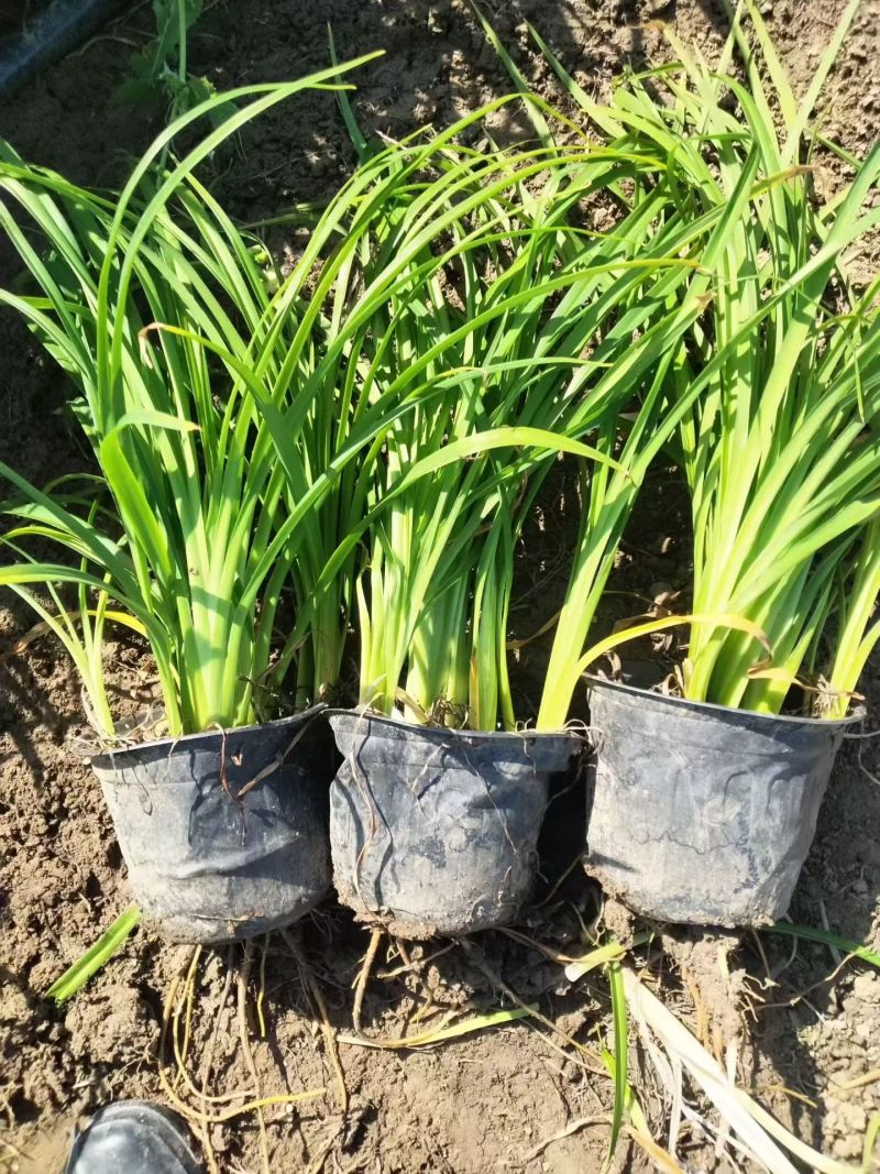 地被植物金娃萱草小杯、120杯、1加仑，有量，欢迎订购。