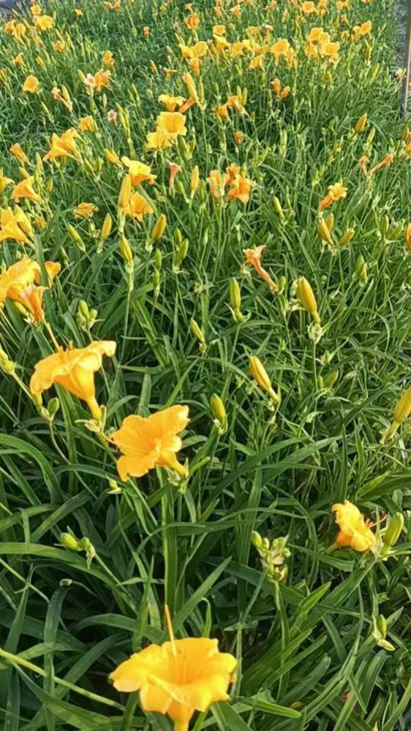 地被植物金娃萱草小杯、120杯、1加仑，有量，欢迎订购。