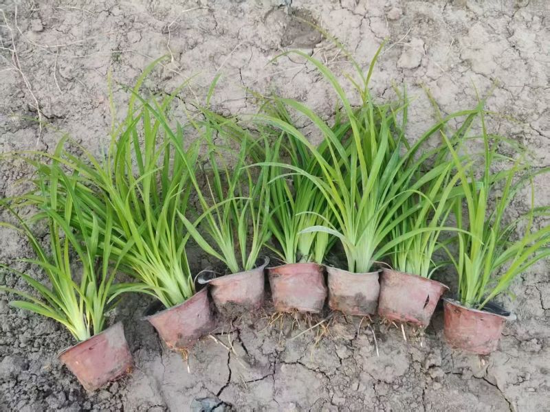 地被植物金娃萱草小杯、120杯、1加仑，有量，欢迎订购。