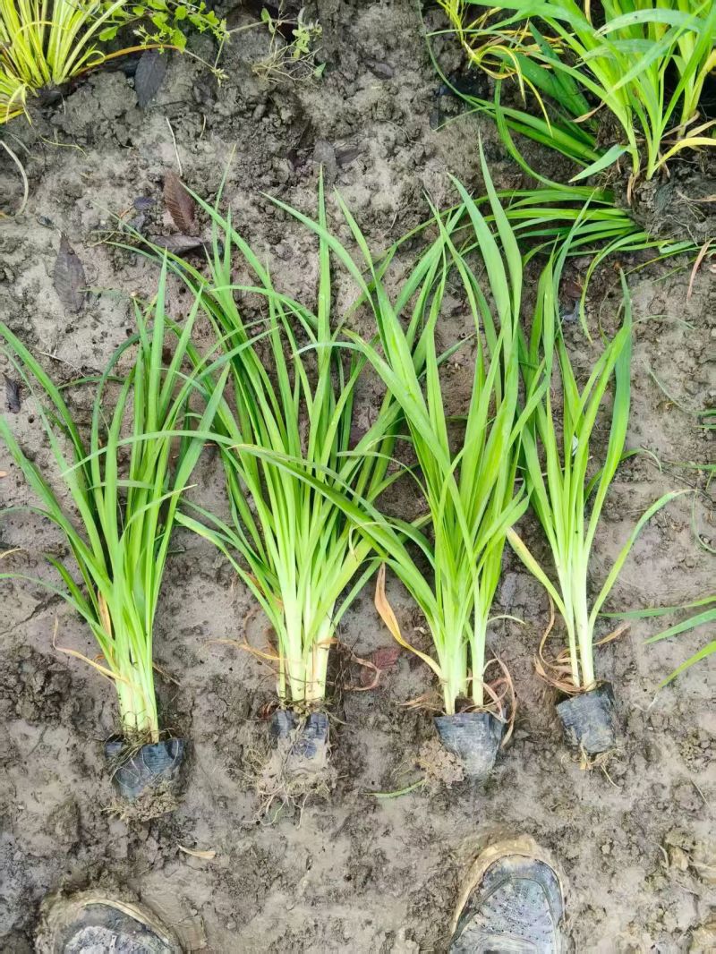 地被植物金娃萱草小杯、120杯、1加仑，有量，欢迎订购。
