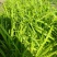 地被植物金娃萱草小杯、120杯、1加仑，有量，欢迎订购。