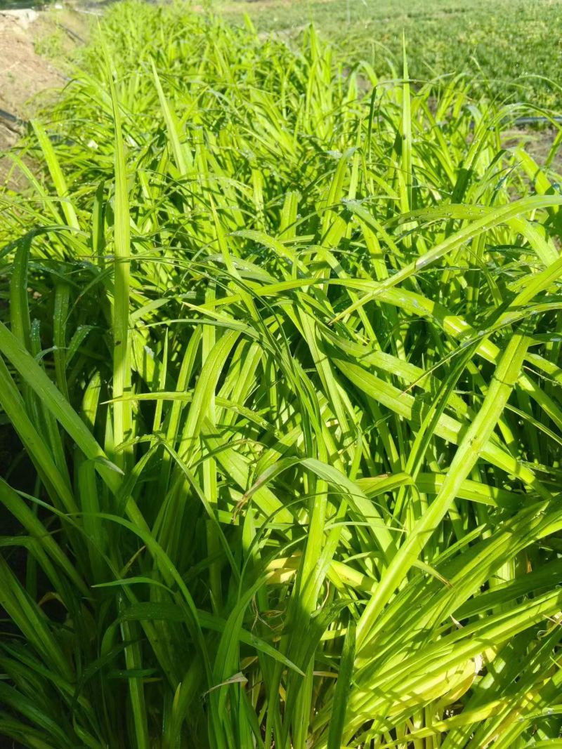 地被植物金娃萱草小杯、120杯、1加仑，有量，欢迎订购。