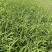 地被植物金娃萱草小杯、120杯、1加仑，有量，欢迎订购。