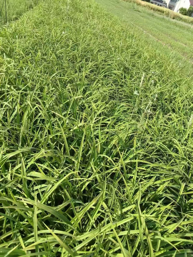 地被植物金娃萱草小杯、120杯、1加仑，有量，欢迎订购。
