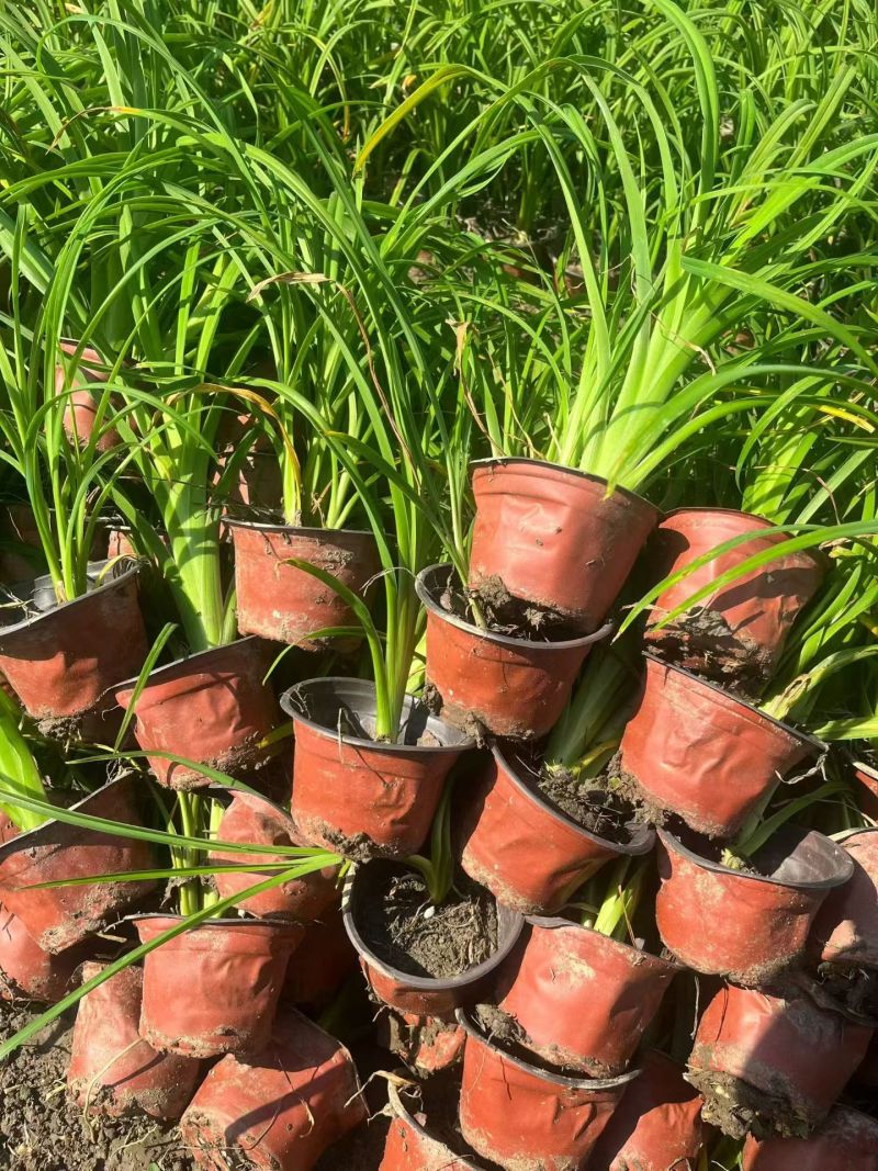 地被植物金娃萱草小杯、120杯、1加仑，有量，欢迎订购。