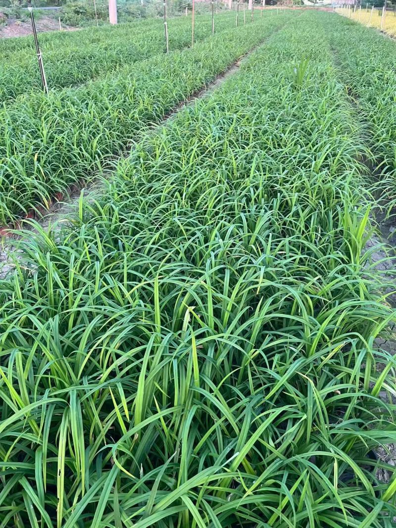 地被植物金娃萱草小杯、120杯、1加仑，有量，欢迎订购。