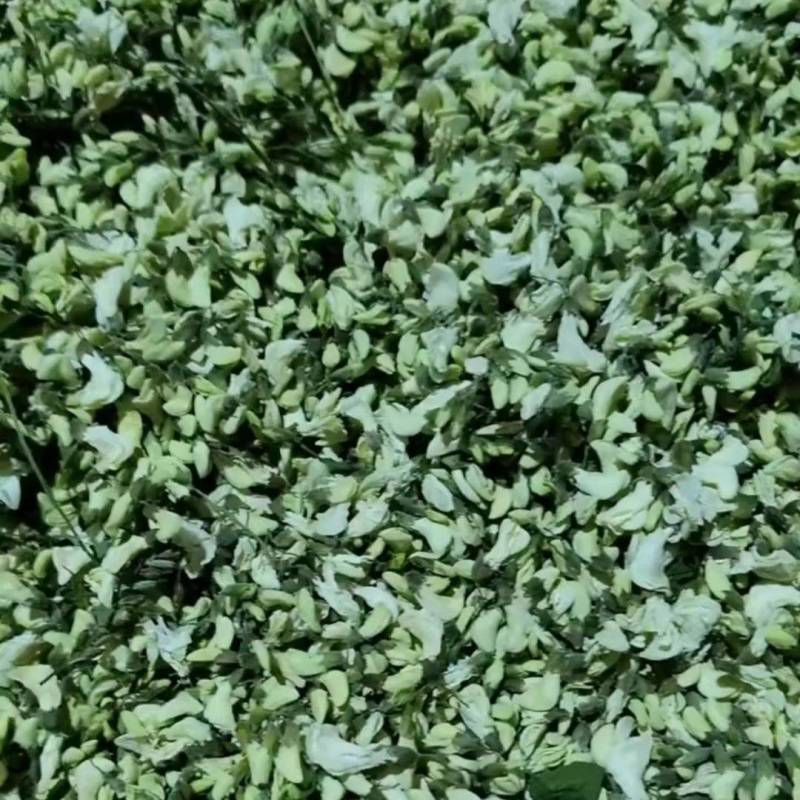 干洋槐花对接电商市场商超一手货源，接受预定一件代发