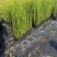 水生植物木贼，1加仑、2加仑，基地有量，欢迎订购。