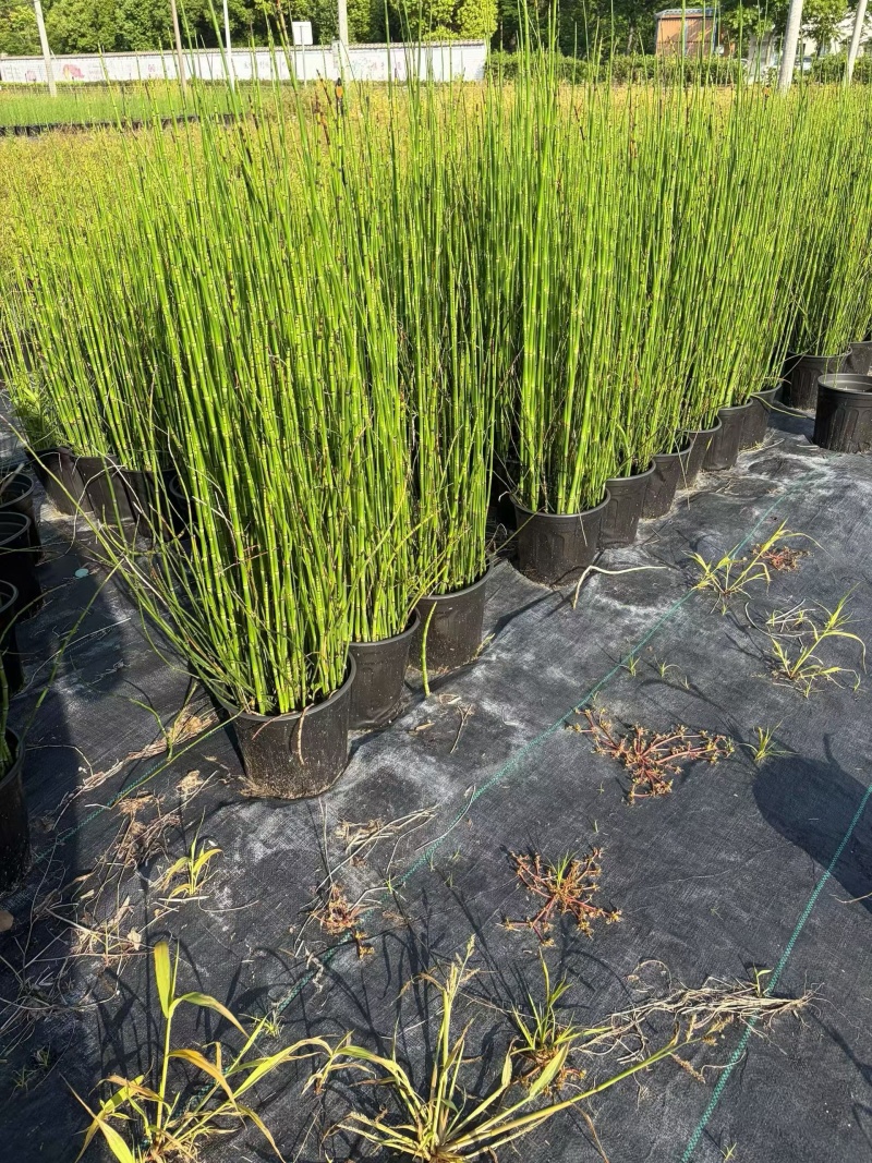 水生植物木贼，1加仑、2加仑，基地有量，欢迎订购。