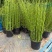 水生植物木贼，1加仑、2加仑，基地有量，欢迎订购。
