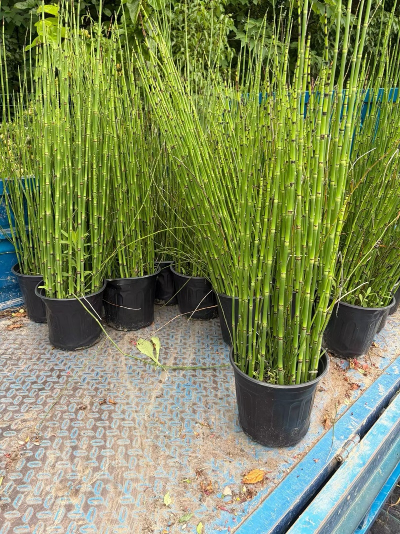 水生植物木贼，1加仑、2加仑，基地有量，欢迎订购。