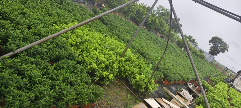 清香木