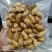 竹虫豆虫昆虫