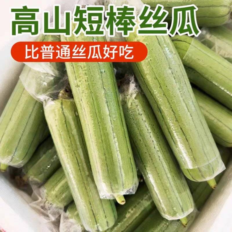 丝瓜短棒肉丝瓜油皮丝瓜本地丝瓜长丝瓜基地直供