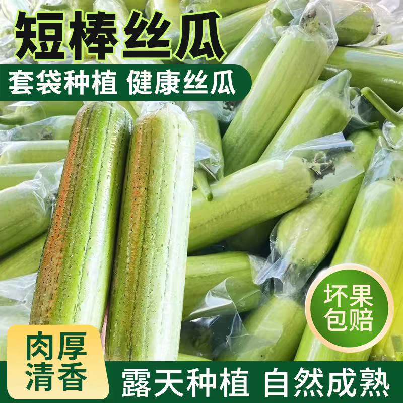丝瓜短棒肉丝瓜油皮丝瓜本地丝瓜长丝瓜基地直供