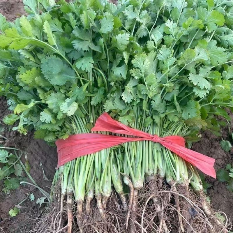 春唯413铁杆香菜种子耐热香菜耐热耐寒大叶香菜芫荽耐高温