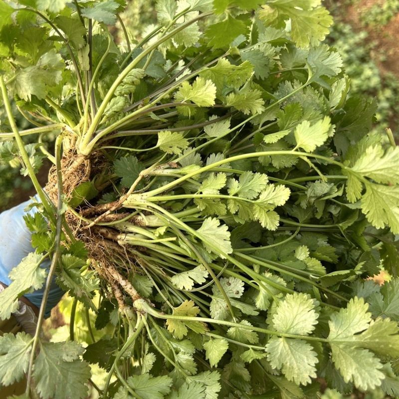 春唯413铁杆香菜种子耐热香菜耐热耐寒大叶香菜芫荽耐高温