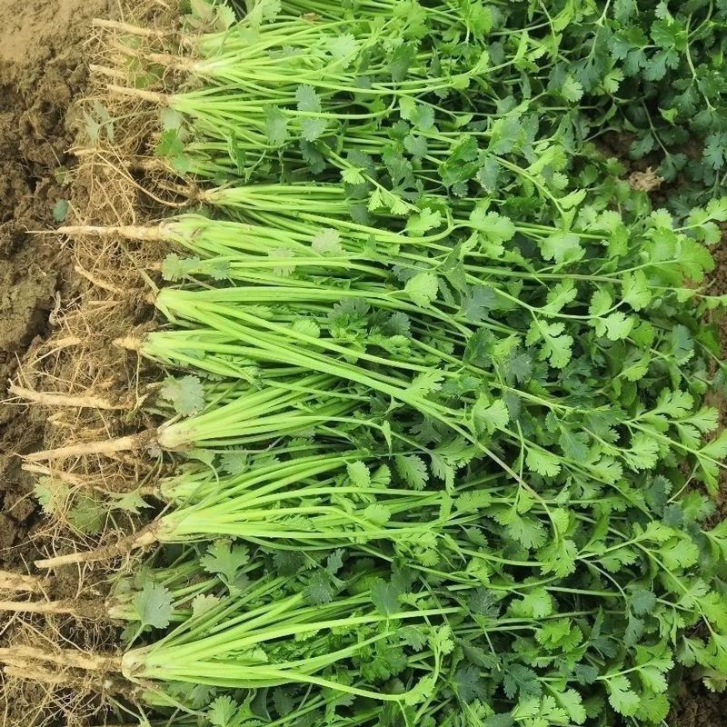 春唯413铁杆香菜种子耐热香菜耐热耐寒大叶香菜芫荽耐高温