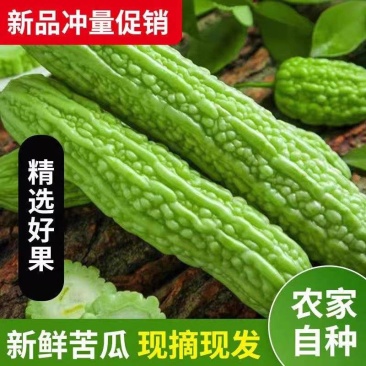 油绿苦瓜青苦瓜白苦瓜产地一手货源以质论价