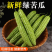 油绿苦瓜青苦瓜白苦瓜产地一手货源以质论价
