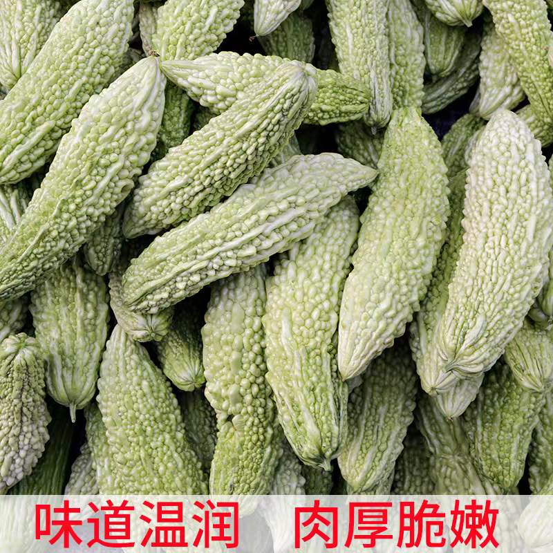 白苦瓜黒麻子苦瓜青苦瓜产地看货论价保质保量