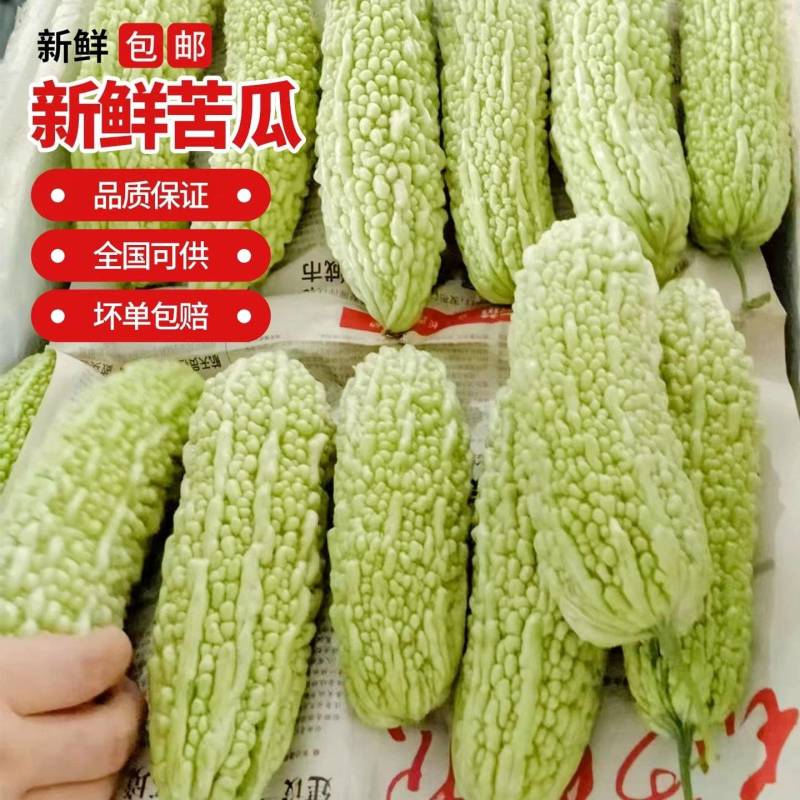 白苦瓜黒麻子苦瓜青苦瓜产地看货论价保质保量