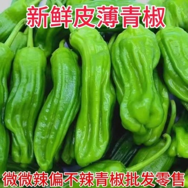 苏椒泡椒薄皮椒芜湖椒产地一手货源支持发货