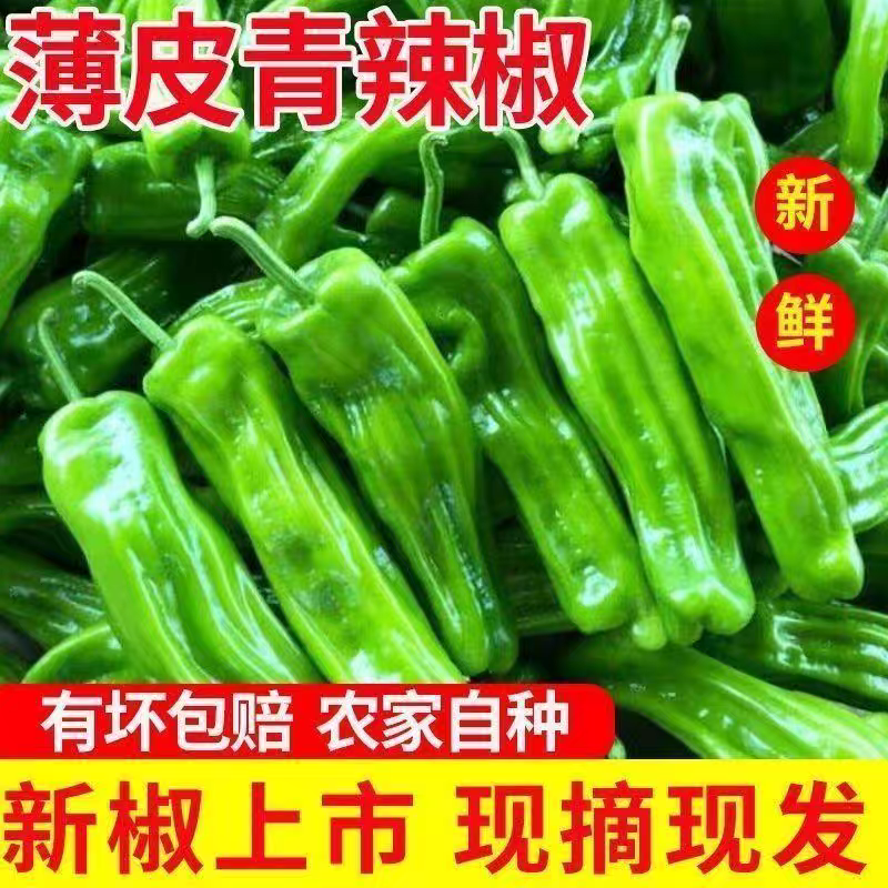 苏椒泡椒薄皮椒芜湖椒产地一手货源支持发货