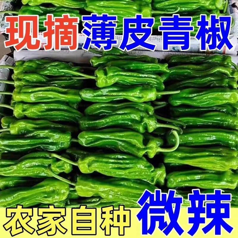 苏椒泡椒薄皮椒芜湖椒产地一手货源支持发货