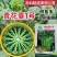 青花薹1号西兰苔种子农科院选育杂交西兰薹种子可连续采收