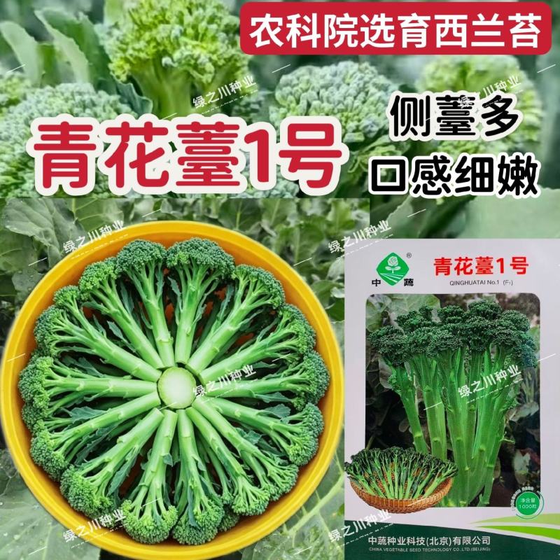 青花薹1号西兰苔种子农科院选育杂交西兰薹种子可连续采收