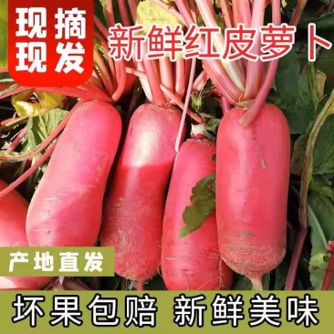 红皮萝卜红萝卜产地看货论价专业代办，欢迎订购