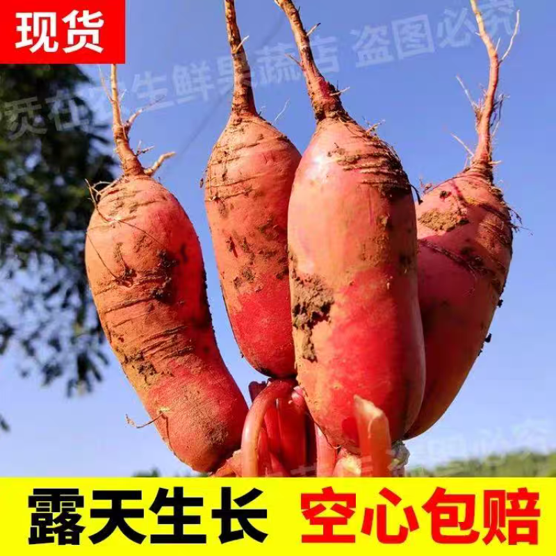 红皮萝卜红萝卜产地看货论价专业代办，欢迎订购