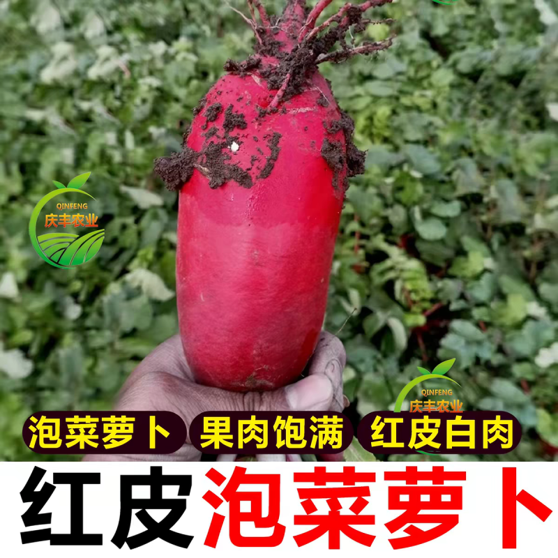 红皮萝卜红萝卜产地看货论价专业代办，欢迎订购