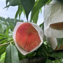 龙泉水蜜桃