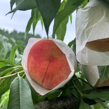 龙泉水蜜桃