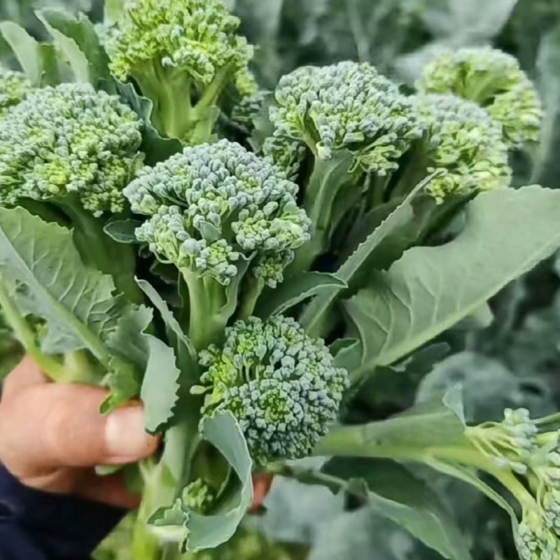 青花薹1号西兰苔种子农科院选育杂交西兰薹种子可连续采收