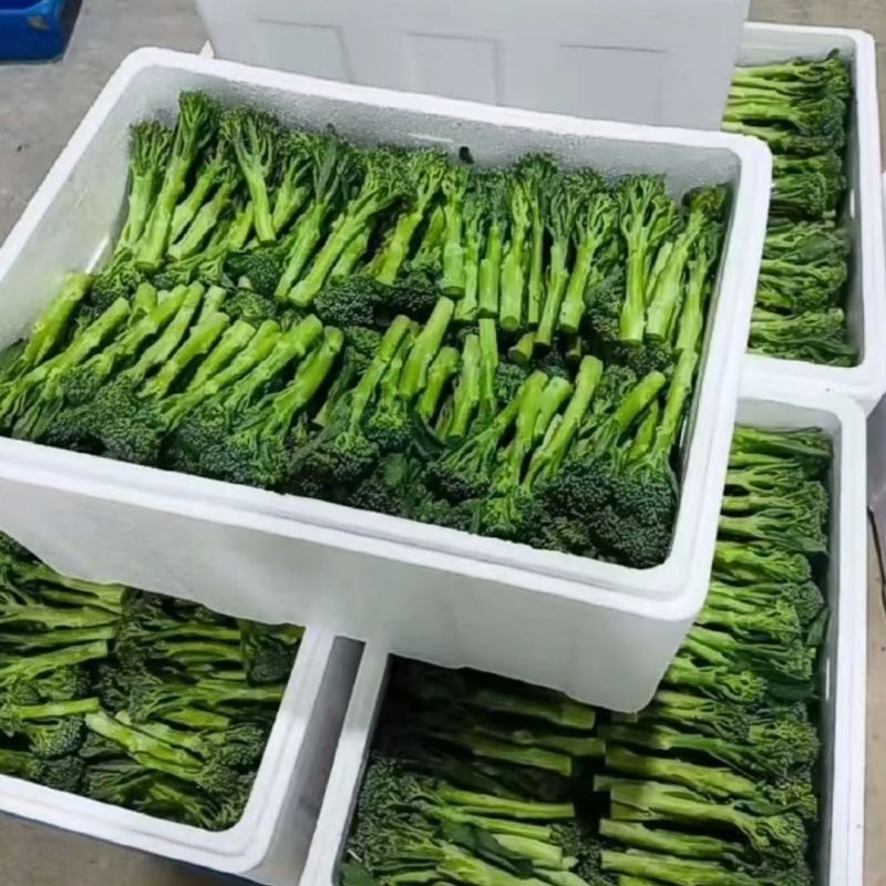 青花薹1号西兰苔种子农科院选育杂交西兰薹种子可连续采收