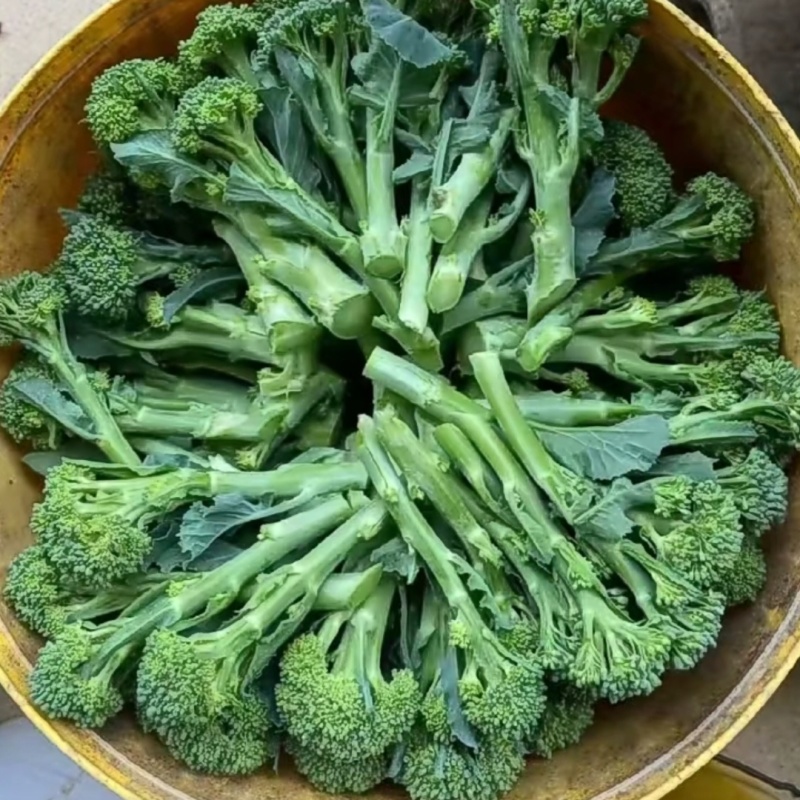 青花薹1号西兰苔种子农科院选育杂交西兰薹种子可连续采收