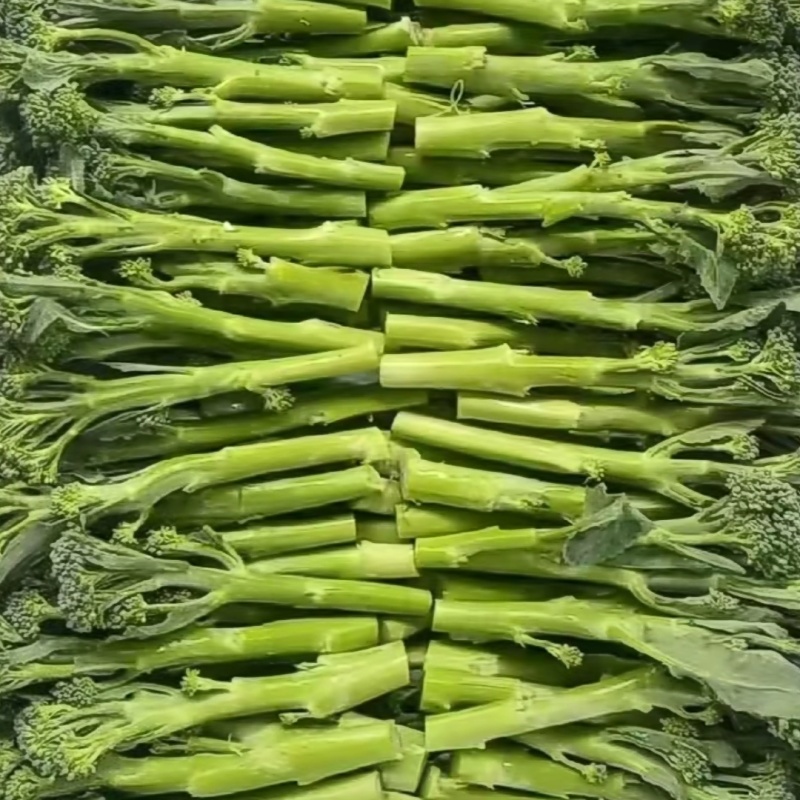 青花薹1号西兰苔种子农科院选育杂交西兰薹种子可连续采收