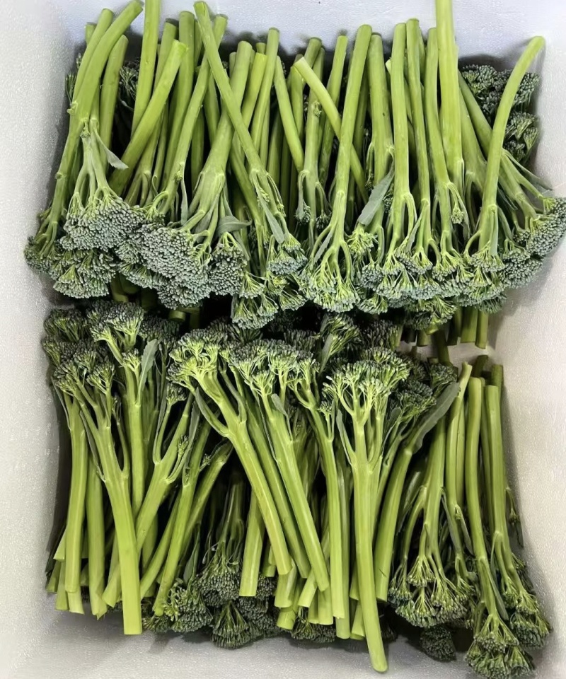 青花薹1号西兰苔种子农科院选育杂交西兰薹种子可连续采收