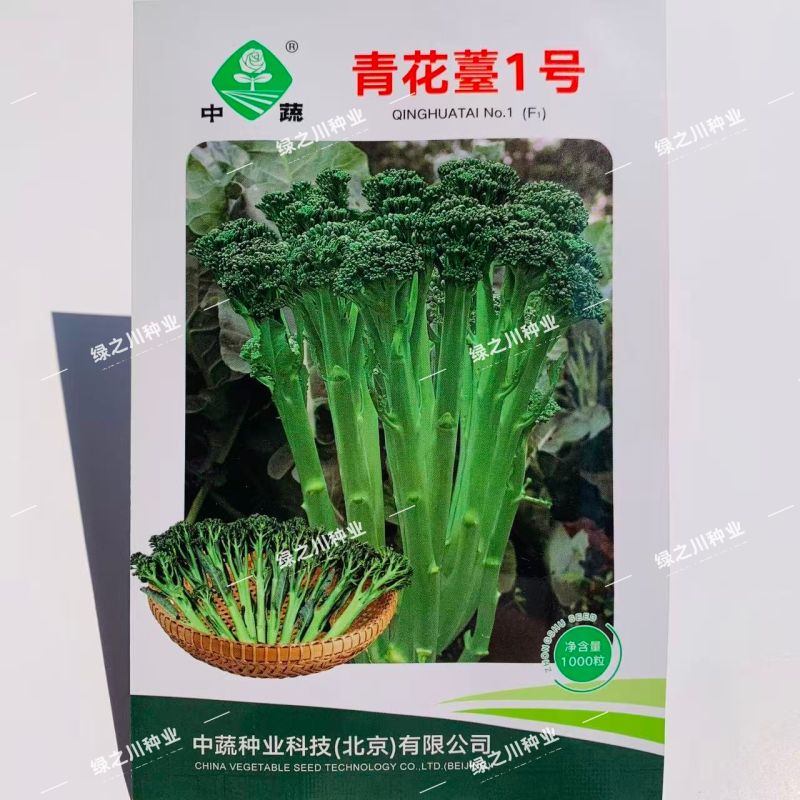 青花薹1号西兰苔种子农科院选育杂交西兰薹种子可连续采收