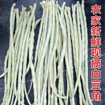 白条豆角长豆角缸豆产地一手货源以质论价