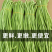 白条豆角长豆角缸豆产地一手货源以质论价