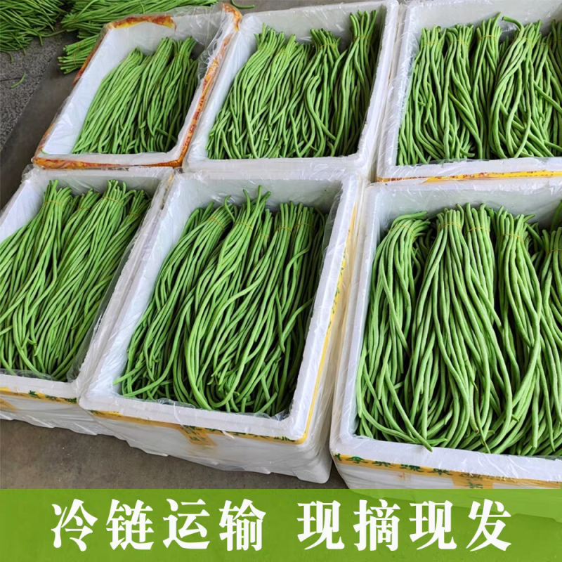 白条豆角长豆角缸豆产地一手货源以质论价