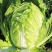 郑研夏宝50大白菜种子籽早熟白菜叶色深绿耐热耐湿性较好